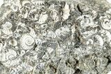 Ammonite (Promicroceras) Cluster - Marston Magna, England #282036-1